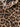 Dolce & Gabbana Dolce & Gabbana-Leopard-print tailored shorts.